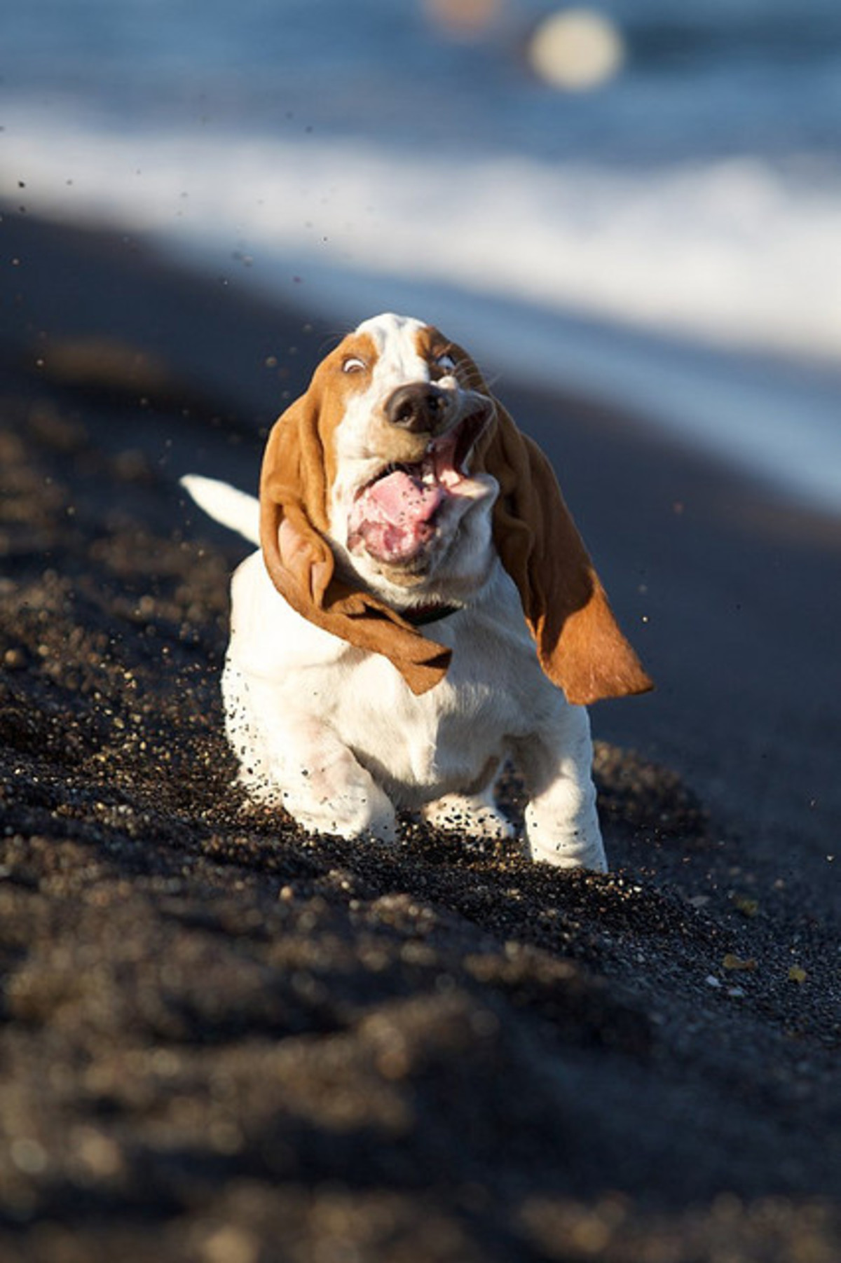 Aggressive basset hot sale hound